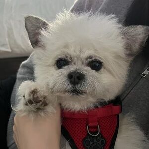 Meet your Posher, Connie